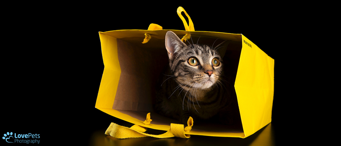 Tabby Cat in a Yellow Bag