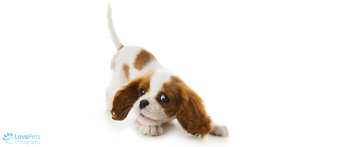 Cocker Spaniel Puppy