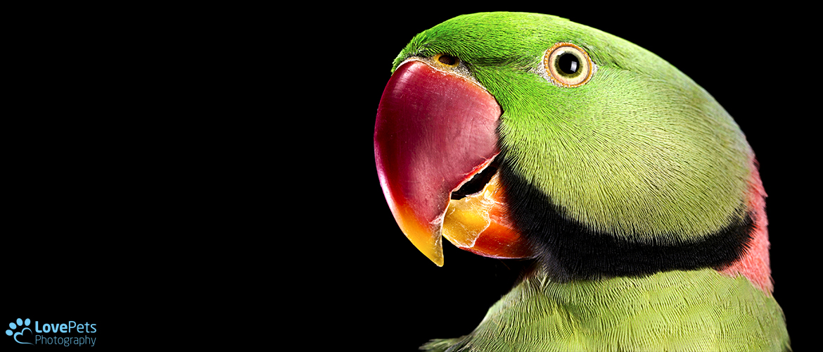 Alexandrine Parrot