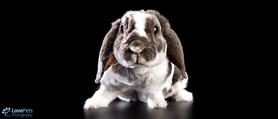 lop bunny