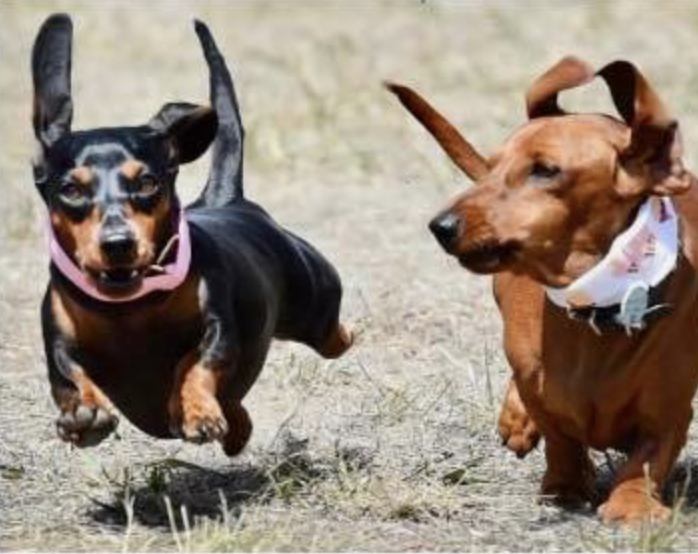 Petcationz Dachshund Derby Day 1 March 2020 Inverleigh Victoria