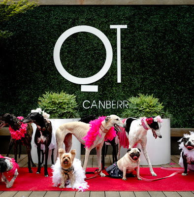 Petcationz Barkfest at QT Canberra ACT