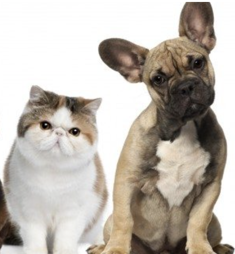 Petcationz Gold Coast Pet & Animal Expo