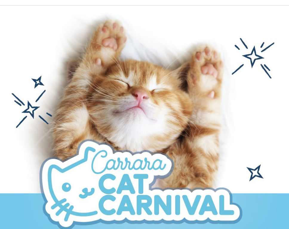 Petcationz Carrara Cat Carnival July 2020 Gold Coast Australia