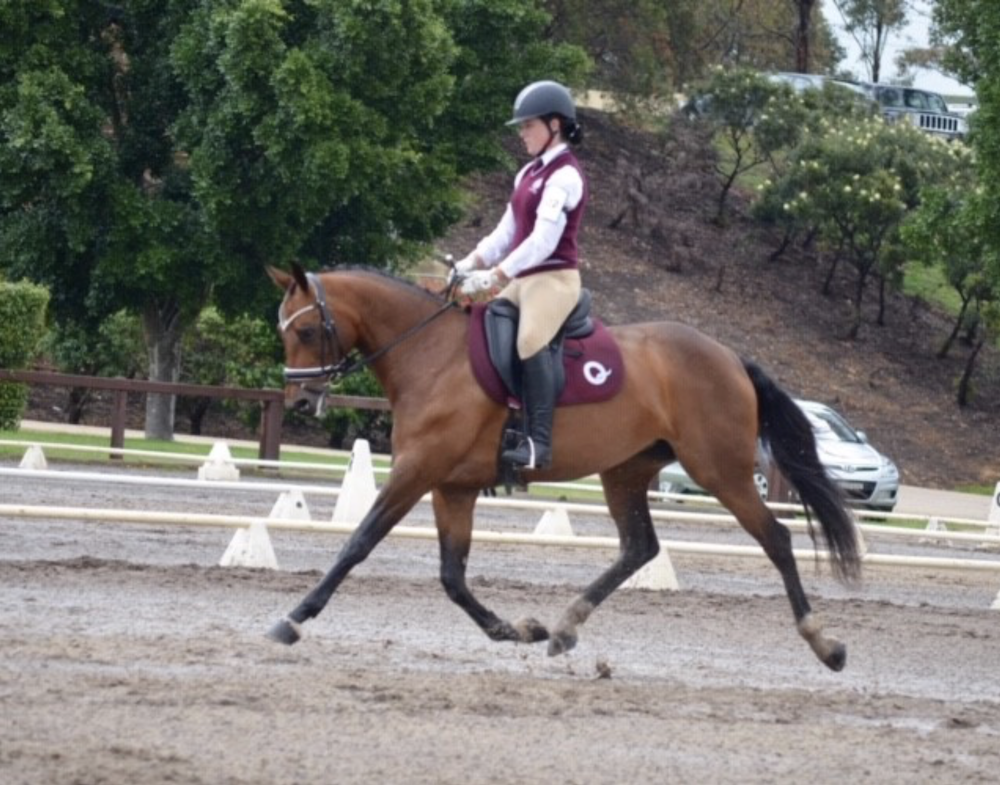 PCA NSW State Showriding & Dressage Championships Murwillumbah Showgrounds NSW