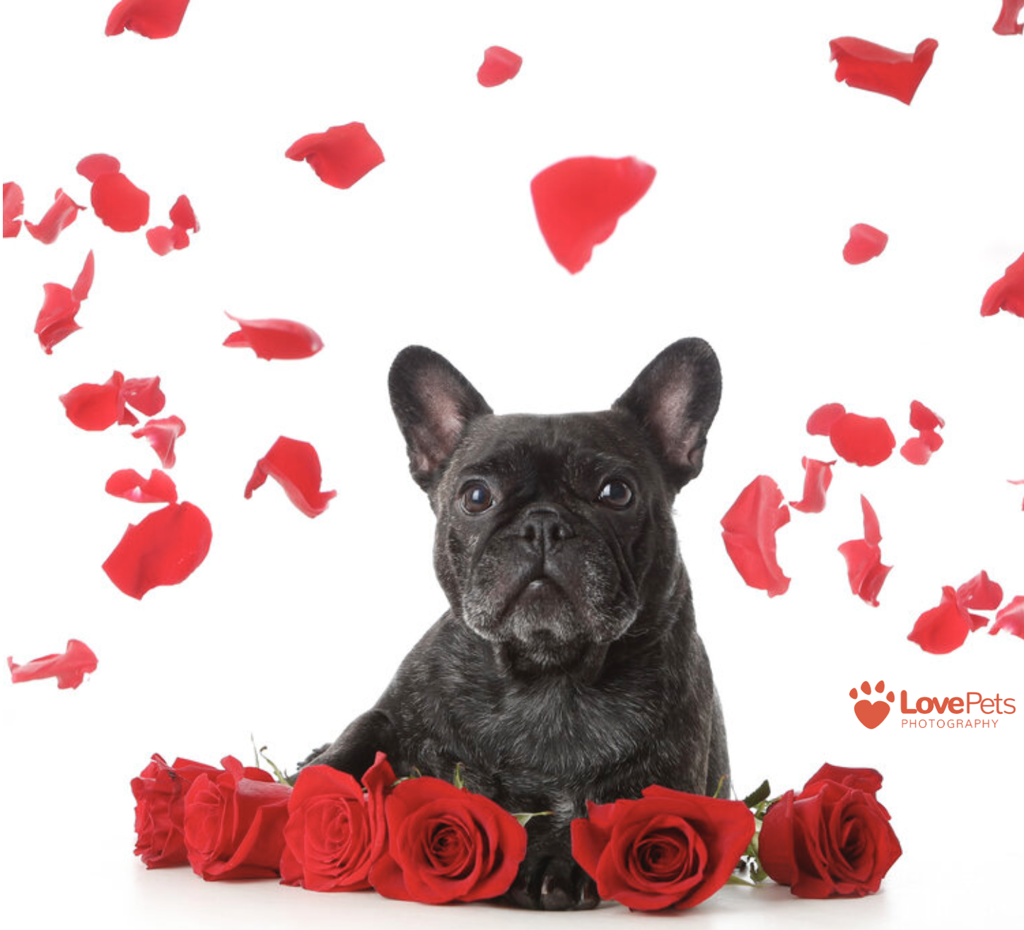 Petcationz Valentines Day Love Pets Photography